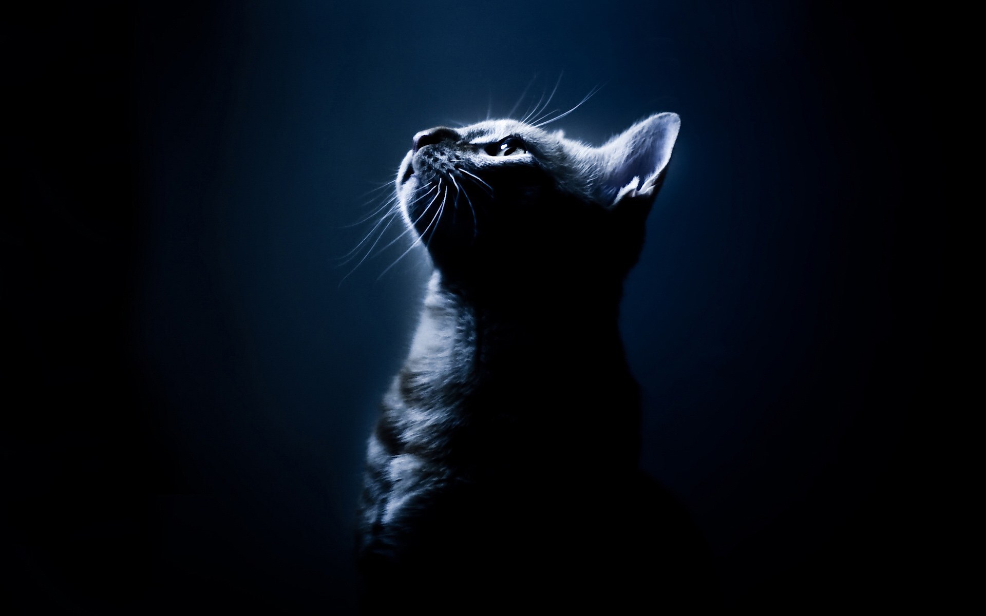 котик